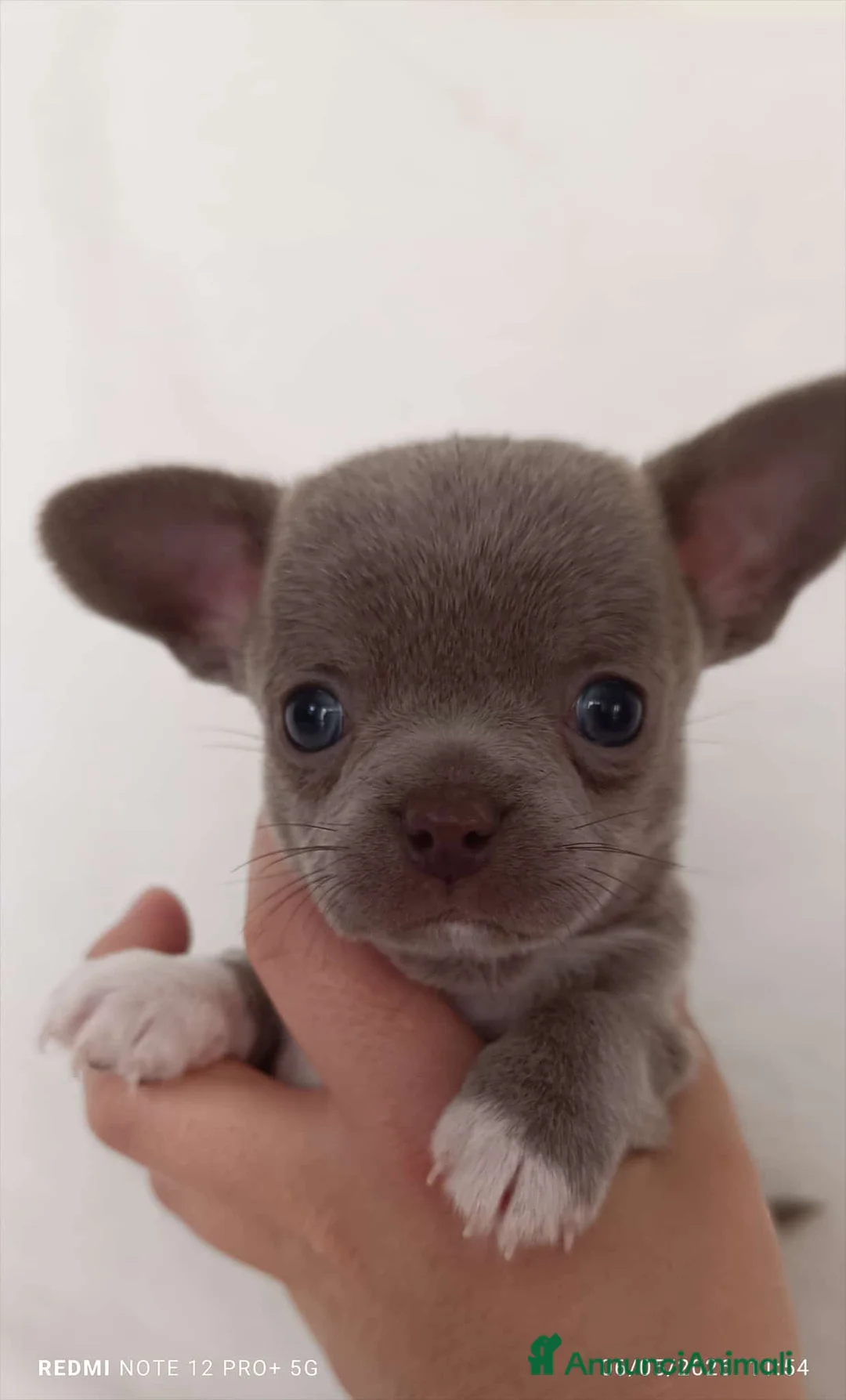 Chihuahua cani in vendita: Bellissimi maschi occhi blu - Annuncio 1