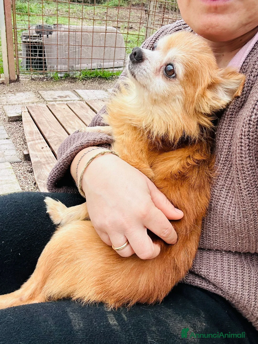Chihuahua cani in regalo: CHIHUAHUA mix, pelo lungo - Annuncio 3