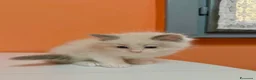 Ragdoll gatti in vendita: cuccioli di ragdoll - Annuncio 19