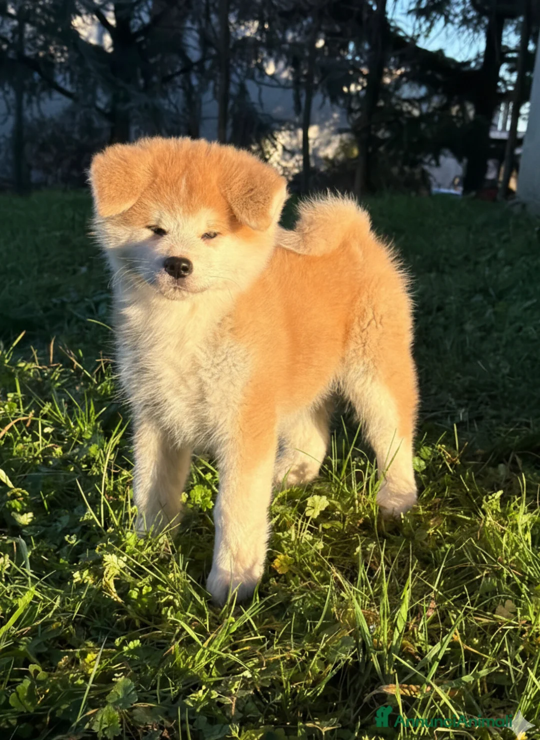 Akita Inu cani in vendita: Cucciolo Akita Inu Pedigree  - Annuncio 2