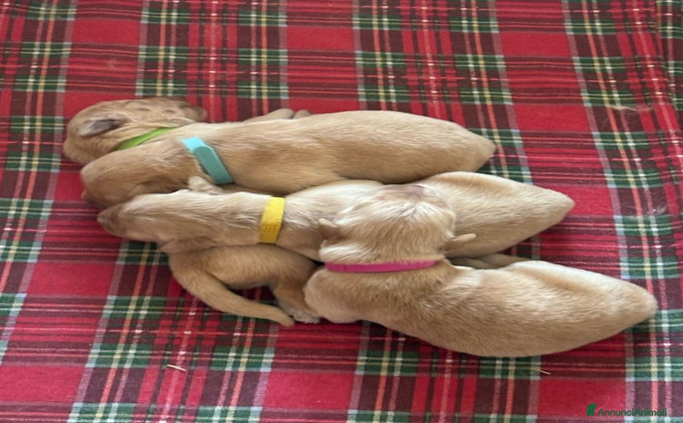 Golden Retriever cani a Città Metropolitana di Napoli - Annuncio 3