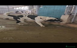 Meticcio cani in regalo: Coffee: super dolce con tutti  a Città Metropolitana di Genova - Immagine 2