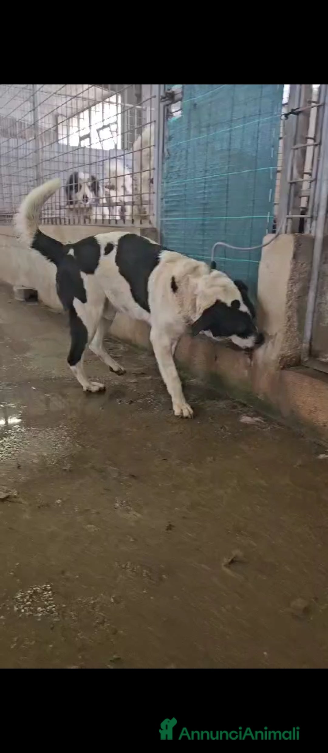 Meticcio cani in regalo: Coffee: super dolce con tutti  a Città Metropolitana di Genova - Immagine 2