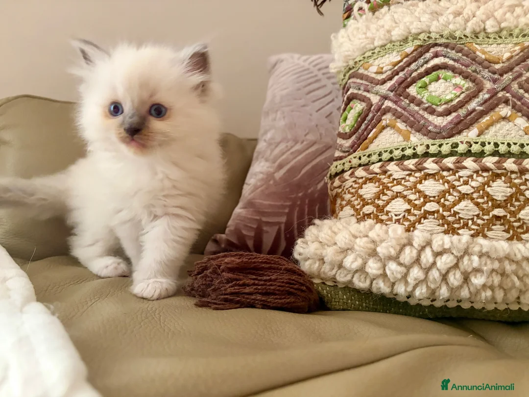 Ragdoll gatti in vendita: Splendidi cuccioli Ragdoll con Pedigree  a Provincia di Caserta - Annuncio 2