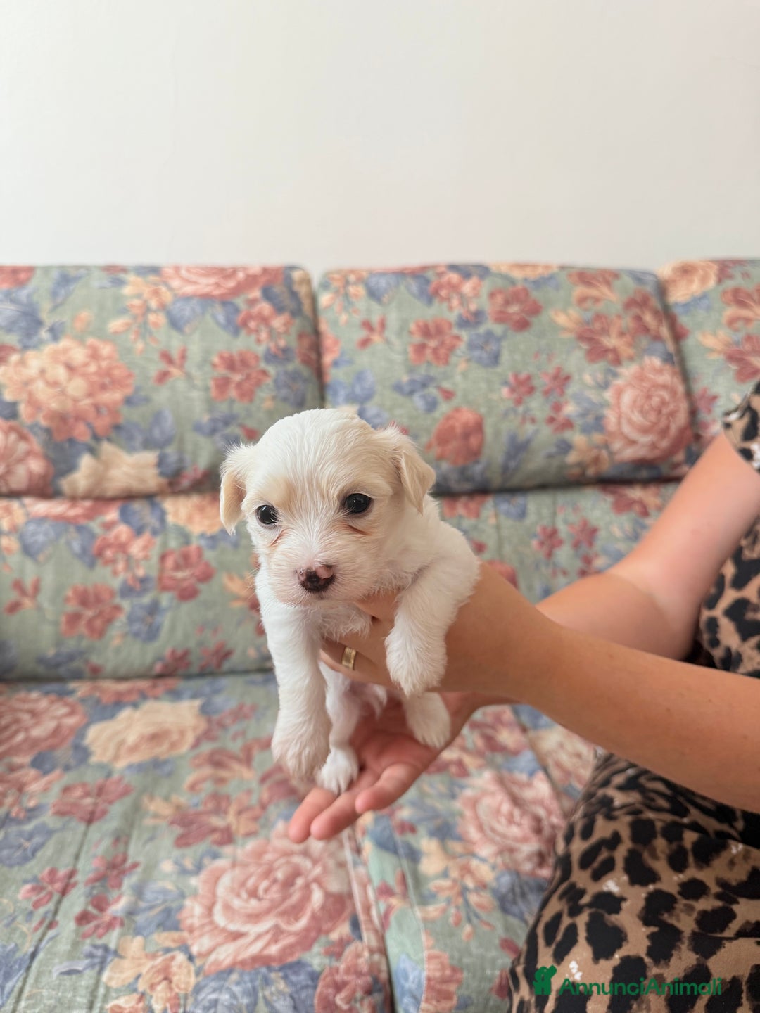 Bichon cani in vendita: Cuccioli di Bichon maltese  a Provincia di Verona - Immagine 3