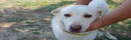 Meticcio cani in regalo: BRANDY 11 ANNI E NON SENTIRLI, IN ADOZIONE - Annuncio 1