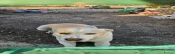 Meticcio cani in regalo: Rey dolcissimo cagnolone che ama i bimbi - Annuncio 3