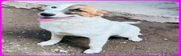Meticcio cani in regalo: MASCHERINA gioiosa e solare tg mediopicc. - Annuncio 1