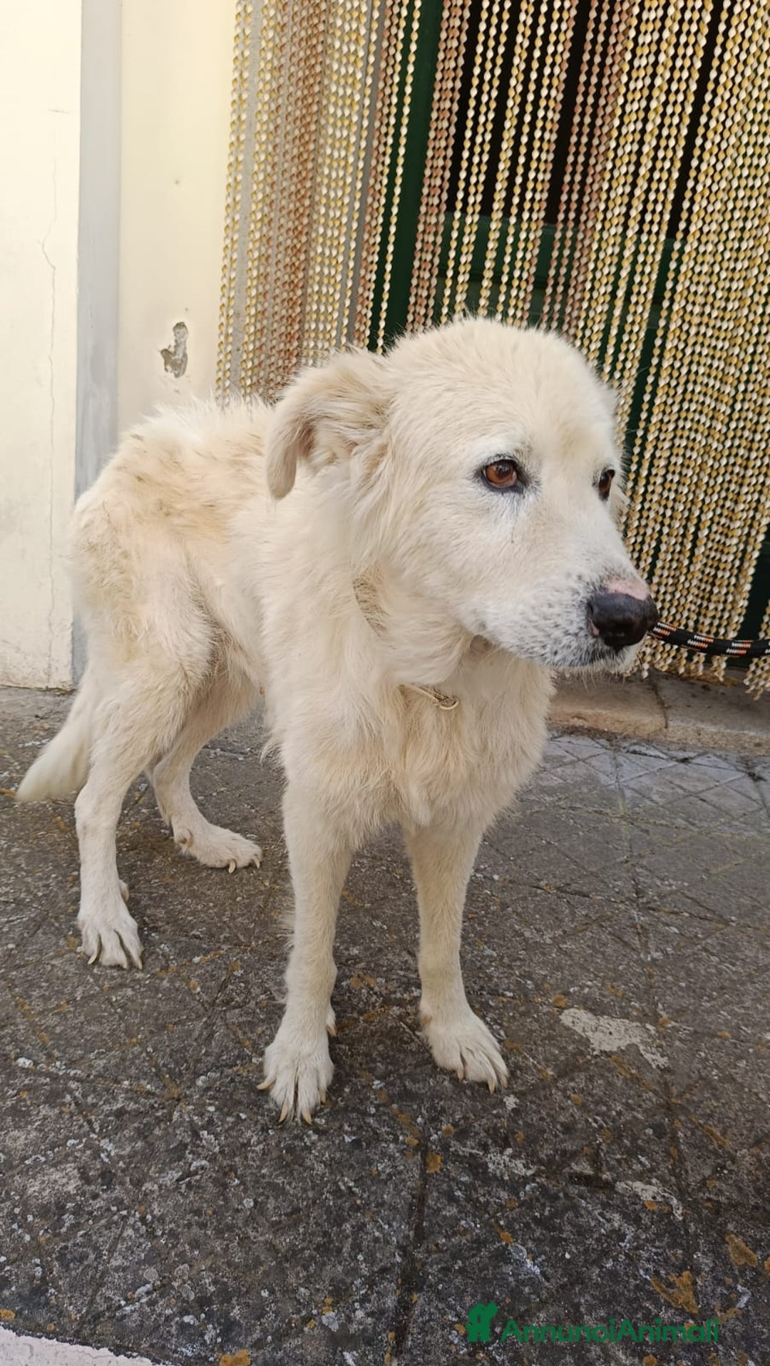 Meticcio cani in regalo: FABIANA MIX MAREMMANO - Annuncio 22