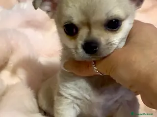 Chihuahua cani Cucciola di chihuahua pelo corto pedigree ENCI - Annuncio 13