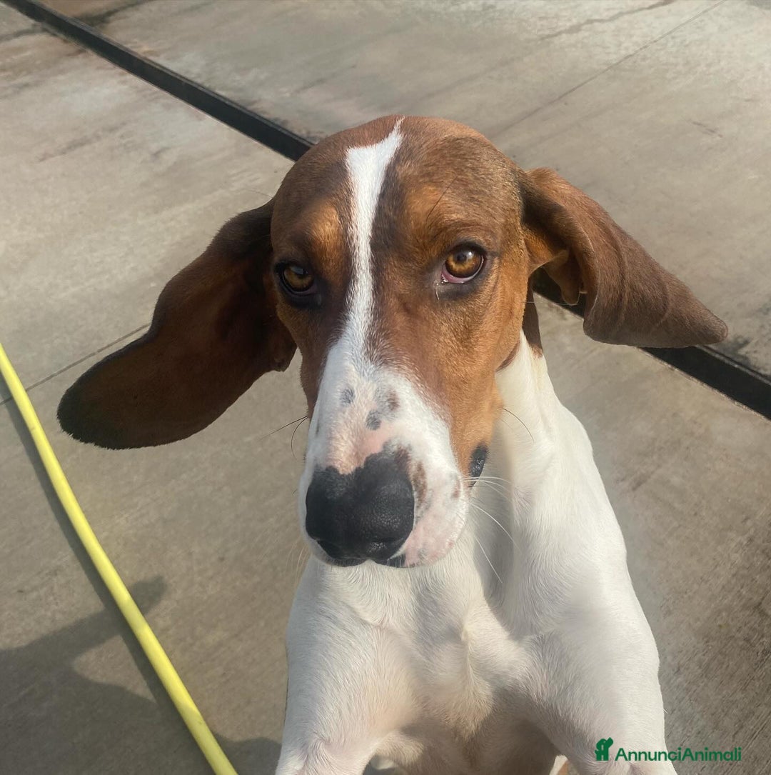 Meticcio cani in regalo: KAOS cucciolone 1 anno cerca adozione  a Provincia di Latina - Annuncio 4