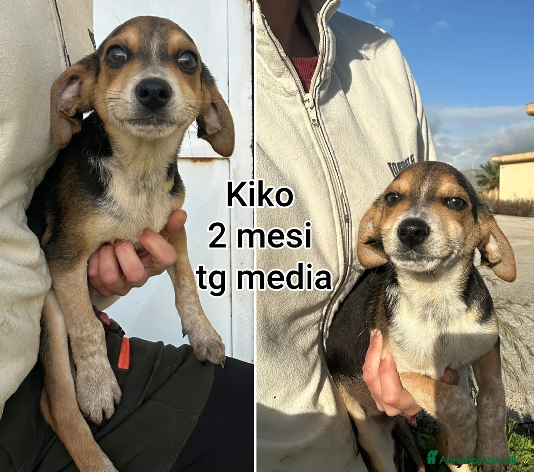 Meticcio cani in regalo: CUCCIOLI BISOGNOSI: URGENTE! - Annuncio 13
