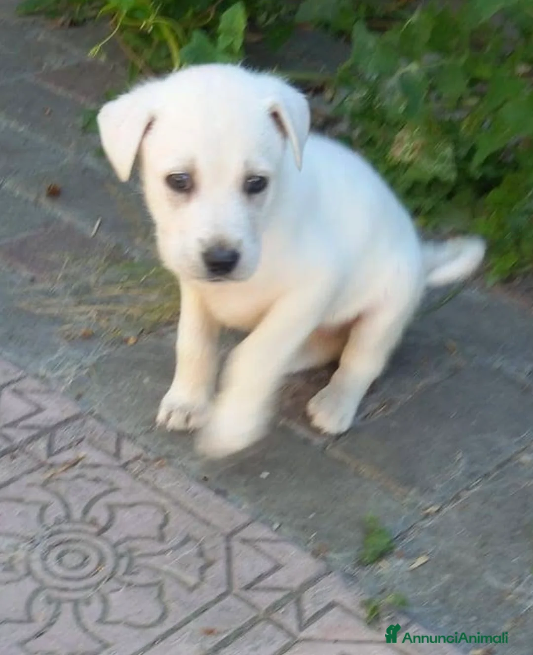 Meticcio cani in regalo: Kora una nuvoletta bianca a Città metropolitana di Milano - Annuncio 2