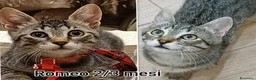 Europeo gatti in regalo: TANTI MICINI SOLI! a Provincia di Vicenza - Annuncio 9