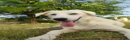 Meticcio cani in regalo: Bob, candido cucciolone - Annuncio 2