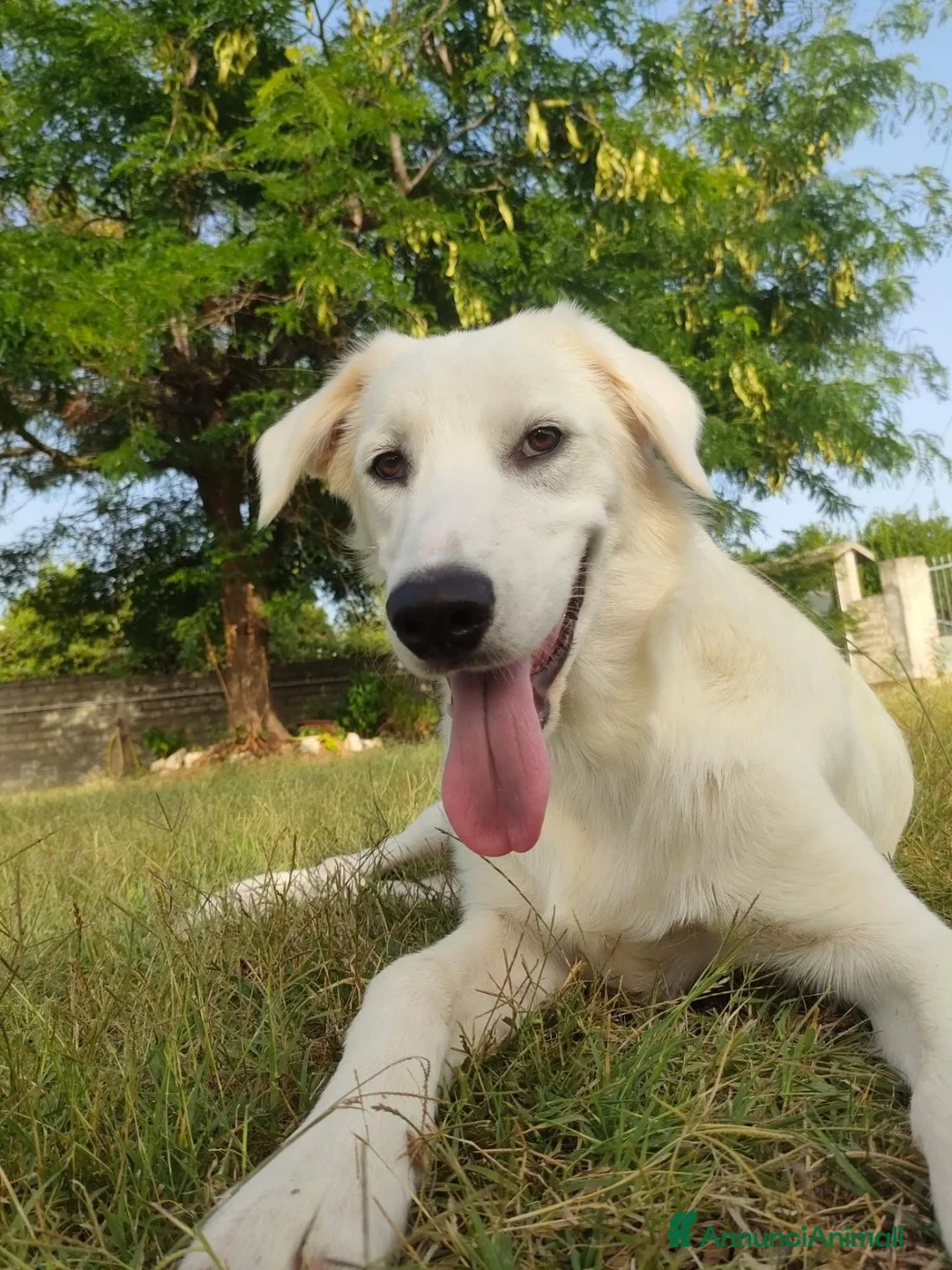 Meticcio cani in regalo: Bob, candido cucciolone - Annuncio 2