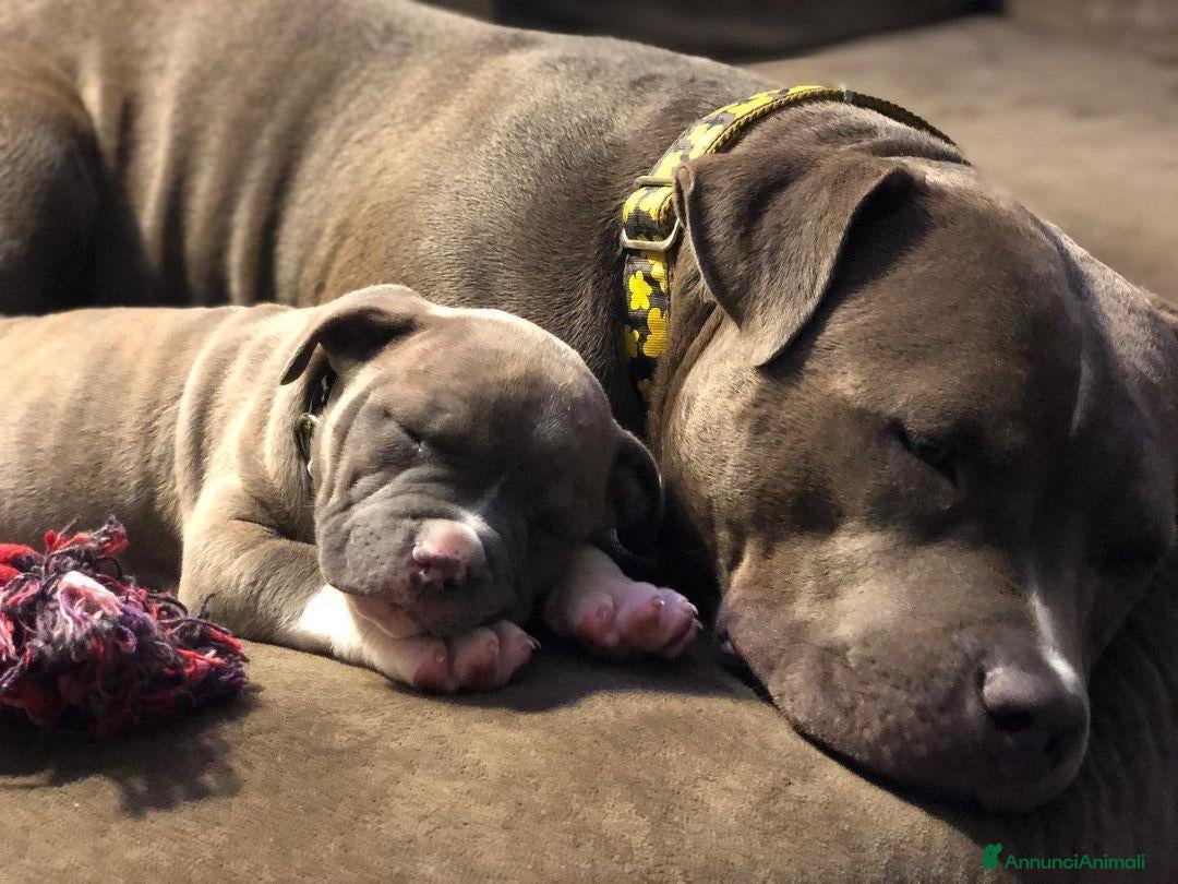 Pitbull cani Pitbull dal naso blu  - Annuncio 18