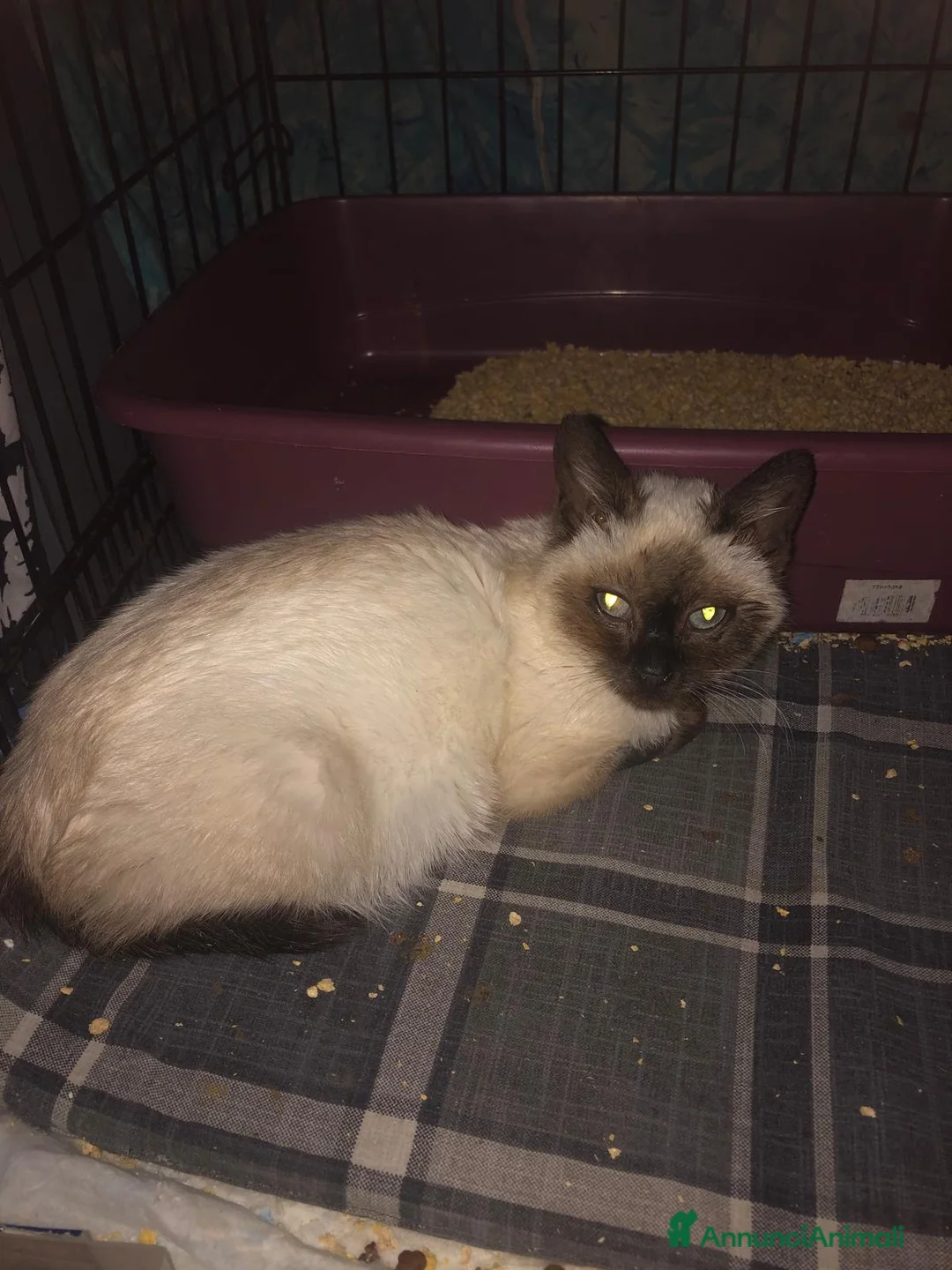 Meticcio gatti in regalo: GATTI  a Provincia di Piacenza - Annuncio 2