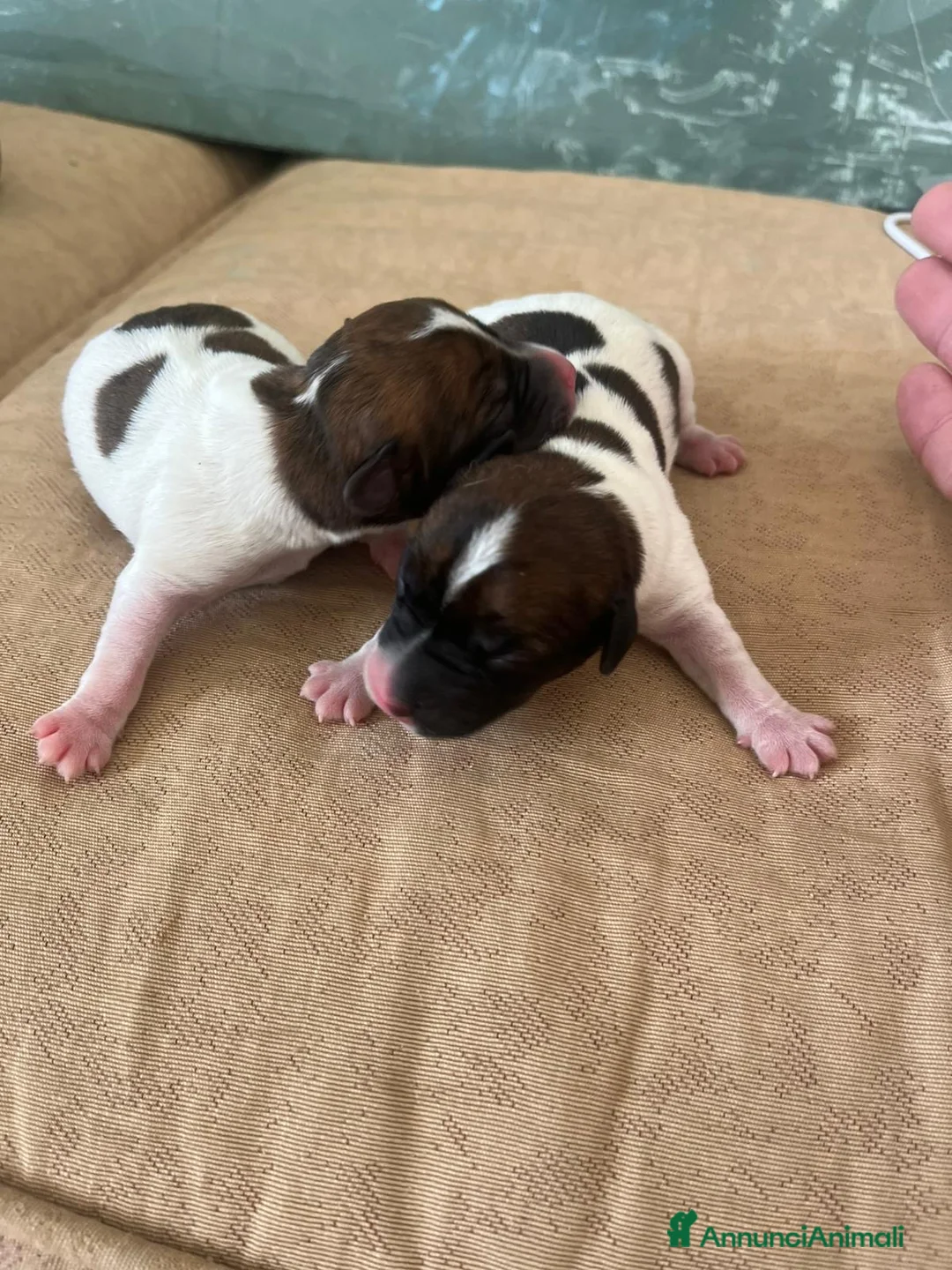 Jack Russell cani in vendita: Cuccioli di jack russell - Annuncio 3