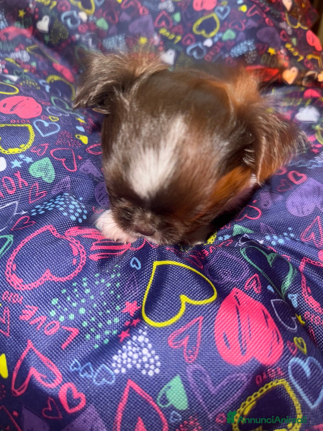 Chihuahua cani in vendita: Chihuahua pelo lungo  - Annuncio 5