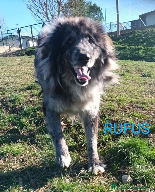 Meticcio cani RUFUS il gigante buono! - Annuncio 35