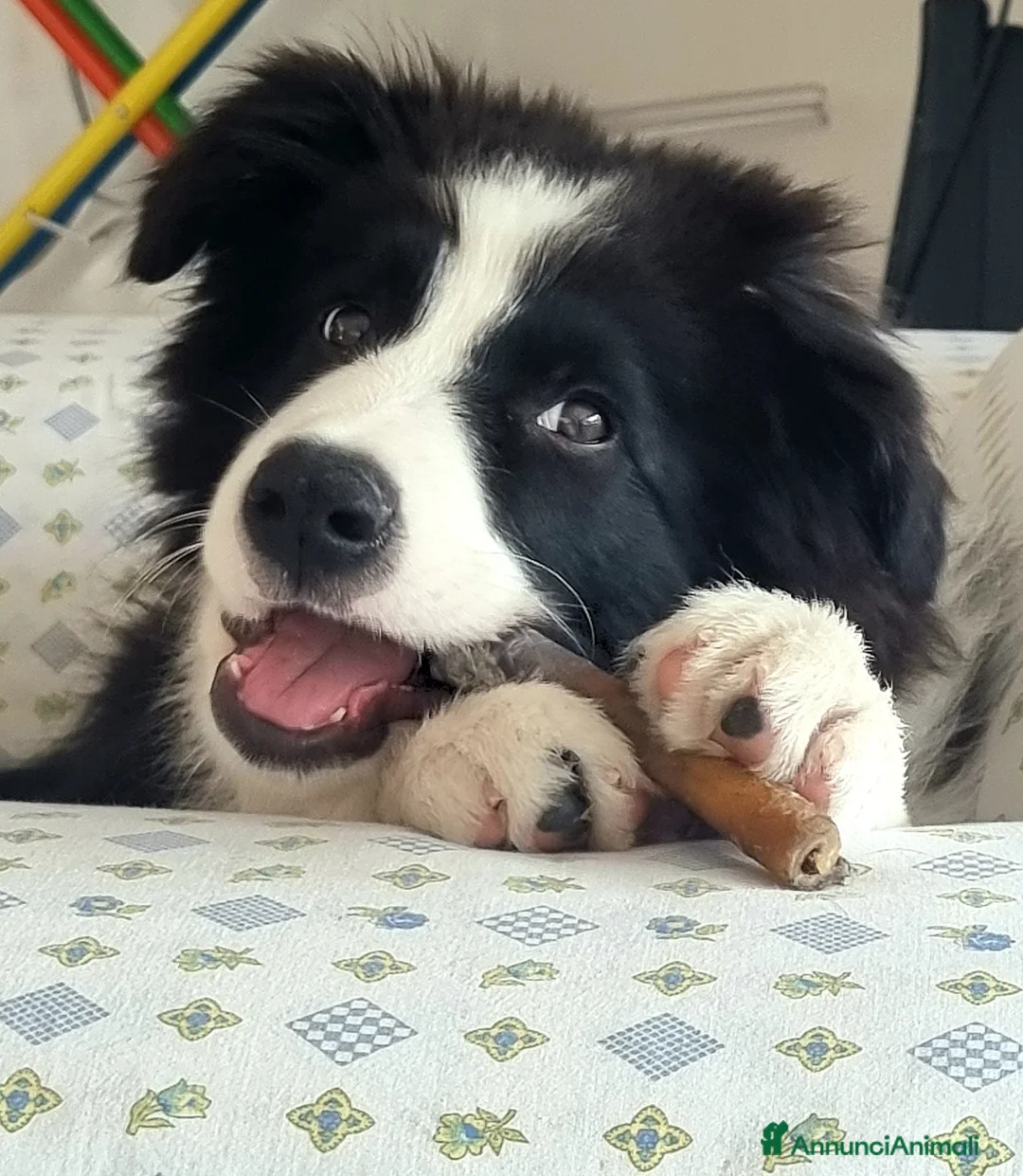 Bearded Collie cani per accoppiamento: border collie per monta - Annuncio 8