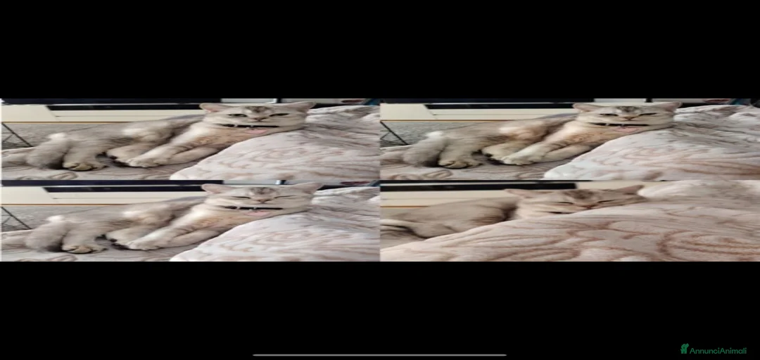 Immagine della galleria {{count}}