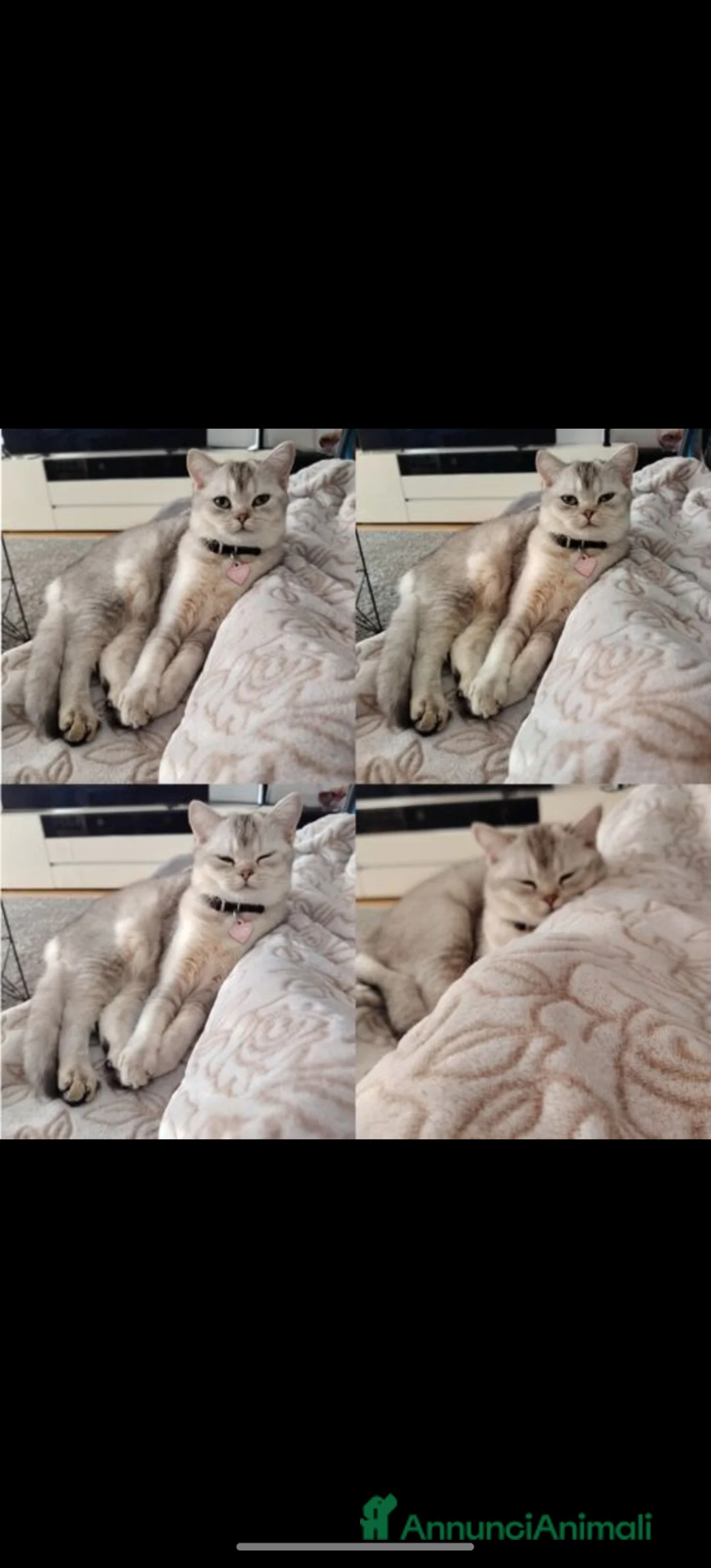 Immagine della galleria {{count}}