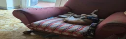 Meticcio cani in regalo: lo regalo  - Annuncio 3