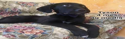 Meticcio cani in regalo: CUCCIOLI, URGENTE: TEMPO SCADUTO  a Provincia di Arezzo - Annuncio 7