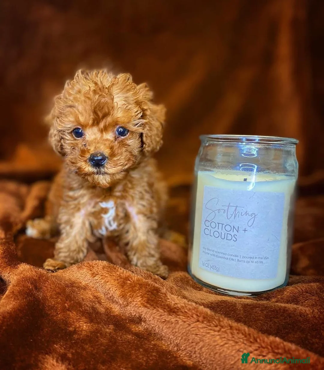 Barboncino Toy cani in vendita: Cuccioli di Barboncino - Annuncio 1