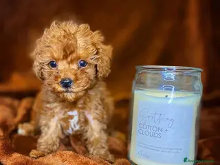 Barboncino Toy cani Cuccioli di Barboncino - Annuncio 1