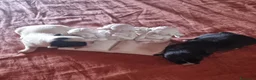 Chihuahua cani in vendita: Cuccioli di chihuahua toy  - Annuncio 16