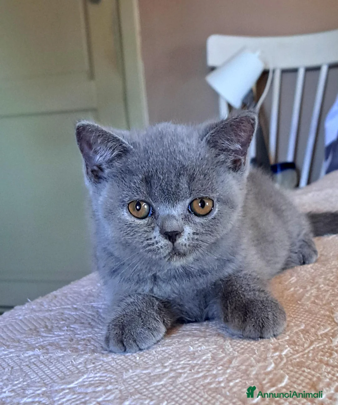 British gatti in vendita: Cucciolo british blu subito disponibile a Provincia di Verona - Annuncio 2