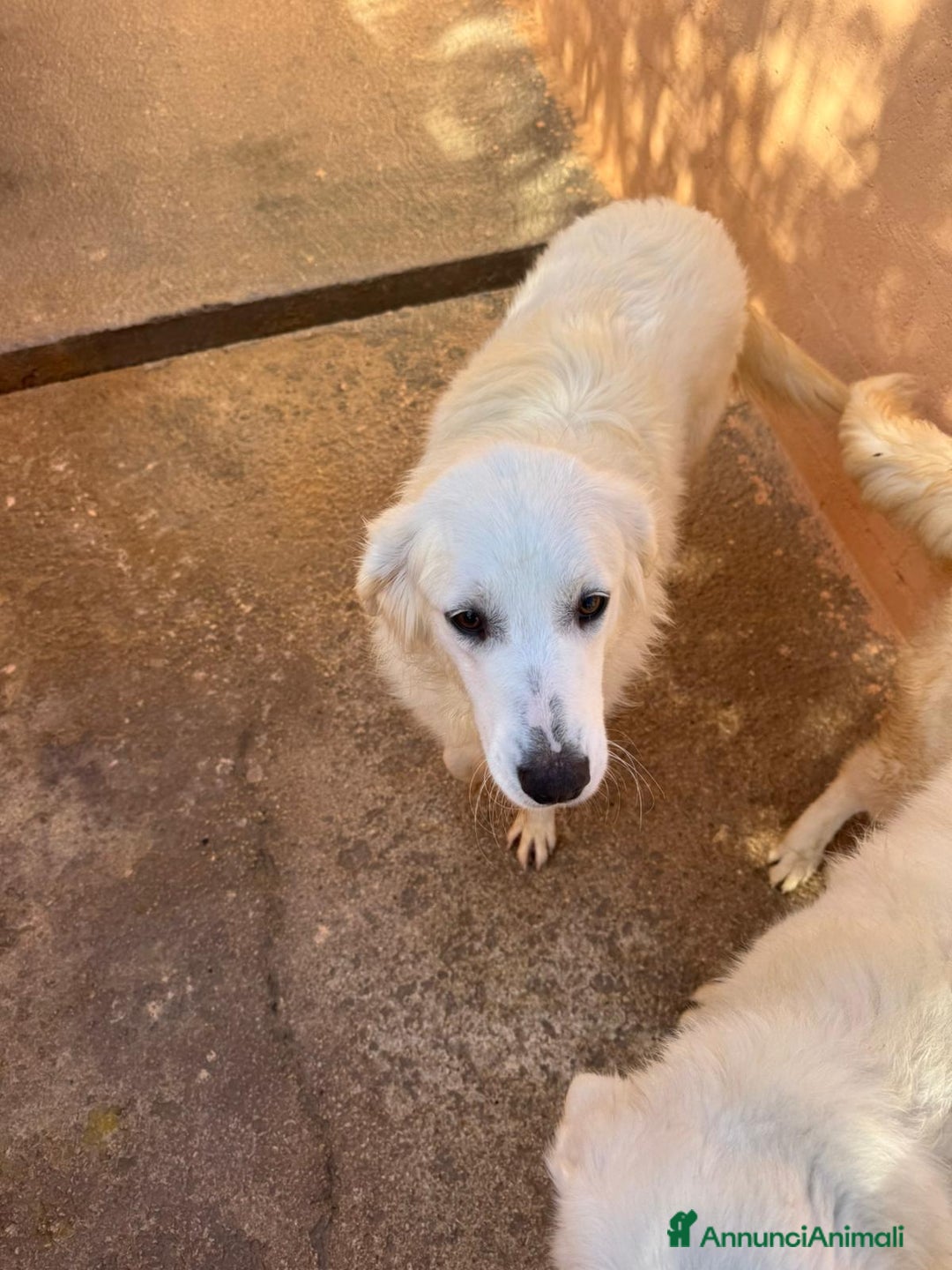 Meticcio cani in regalo: Emma  - Annuncio 3