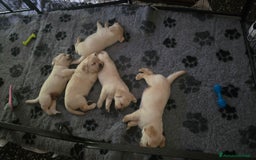 Labrador cani in vendita: Cuccioli Labrador  a Provincia di Perugia - Immagine 10