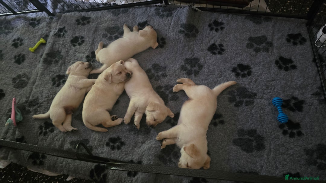 Labrador cani in vendita: Cuccioli Labrador  a Provincia di Perugia - Immagine 10