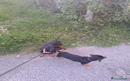 Bassotto cani in vendita: Adorabili cuccioli di bassotto  - Immagine 6