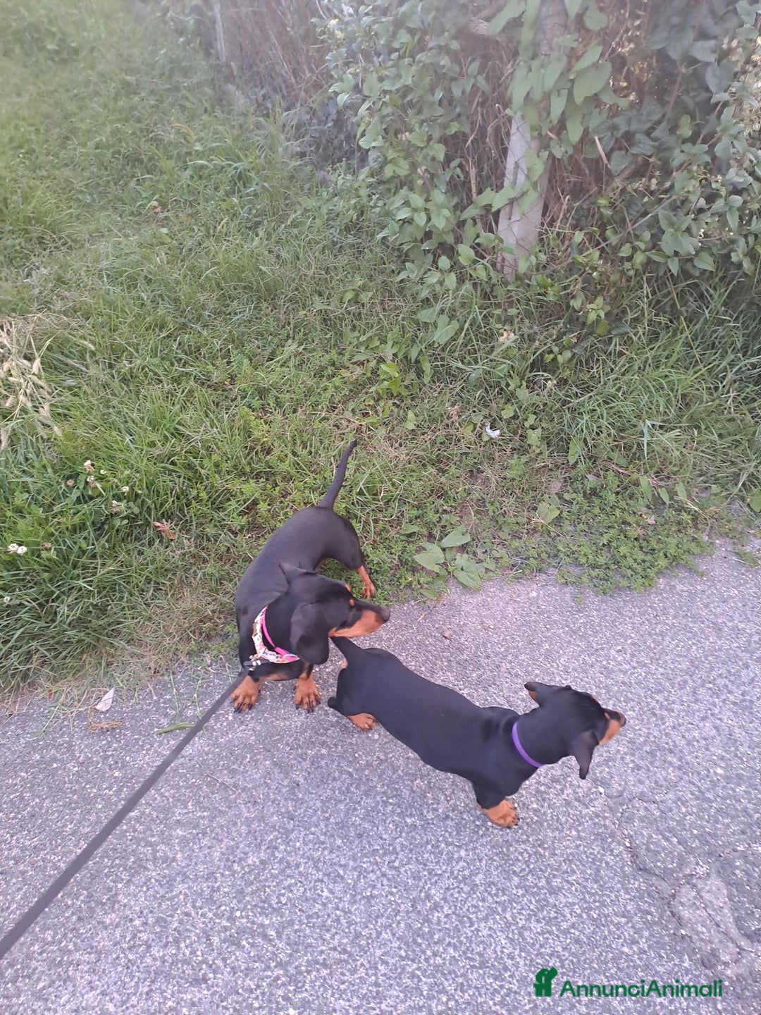 Bassotto cani in vendita: Adorabili cuccioli di bassotto  - Immagine 6