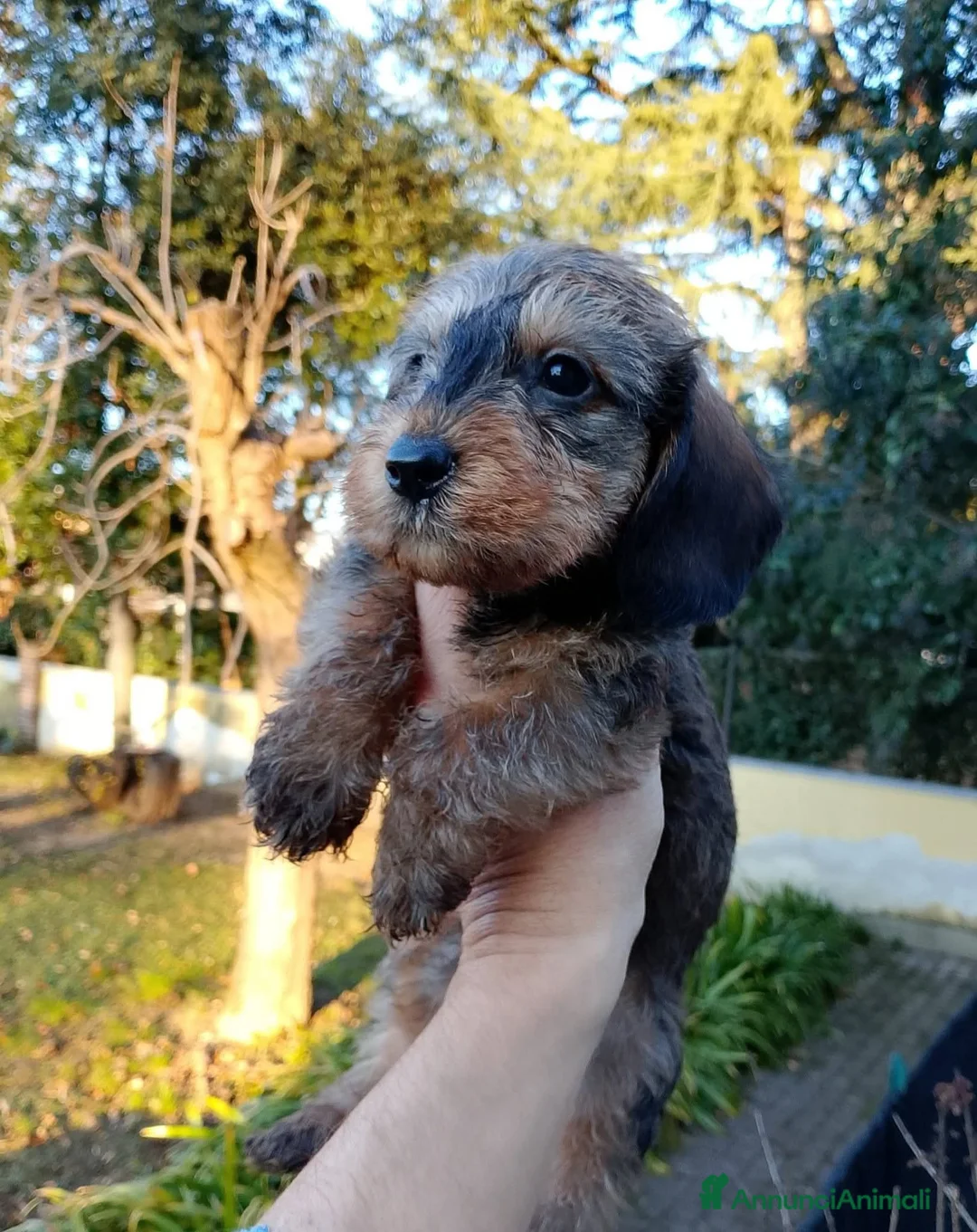 Bassotto cani in vendita: Bassotto pelo duro nano foglia secca - Annuncio 3