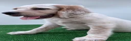 Altre razze gatti in vendita: Cuccioli SETTER INGLESE  - Annuncio 8