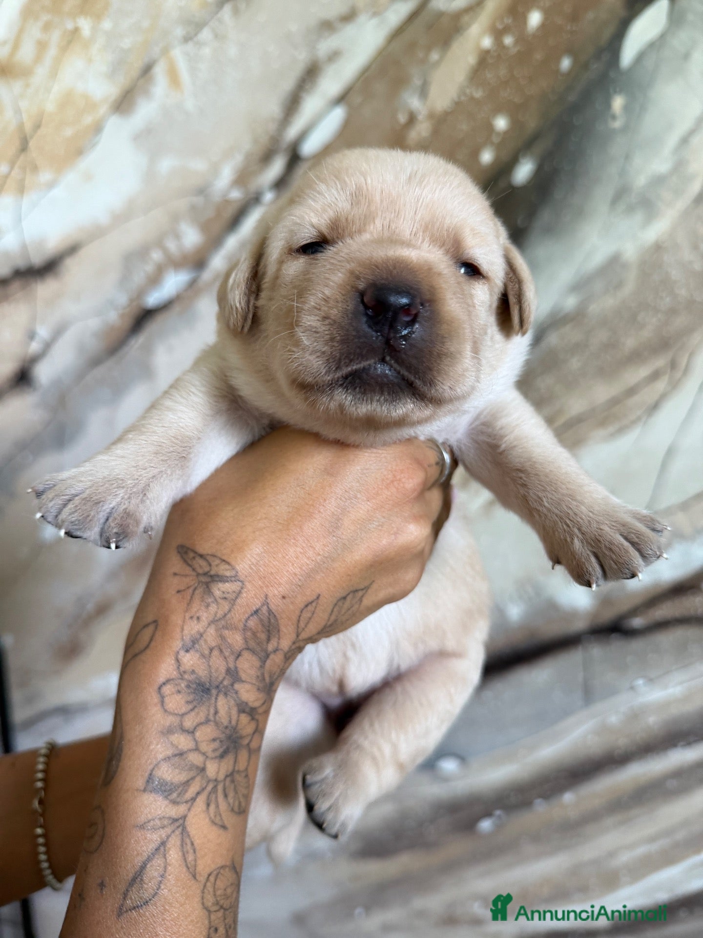 Labrador cani Cuccioli di Labrador Retriever Allevamento profess - Annuncio 10