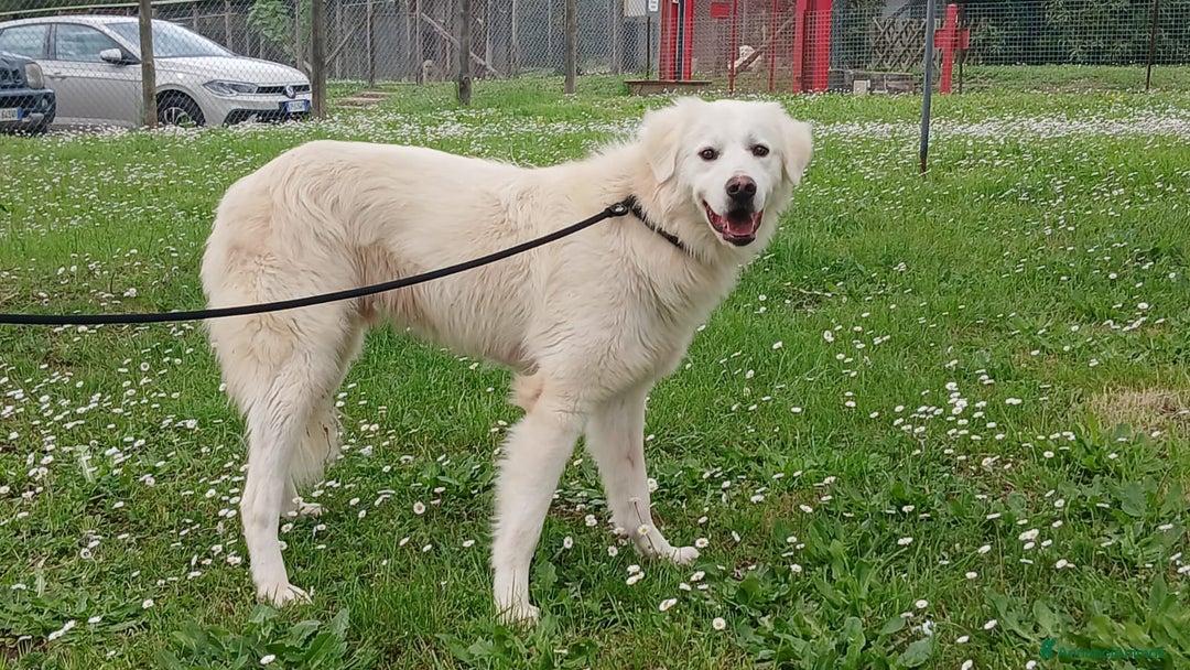 Meticcio cani in regalo: DANTE HA BISOGNO DI UNA CASA E TANTO AMORE - Annuncio 2
