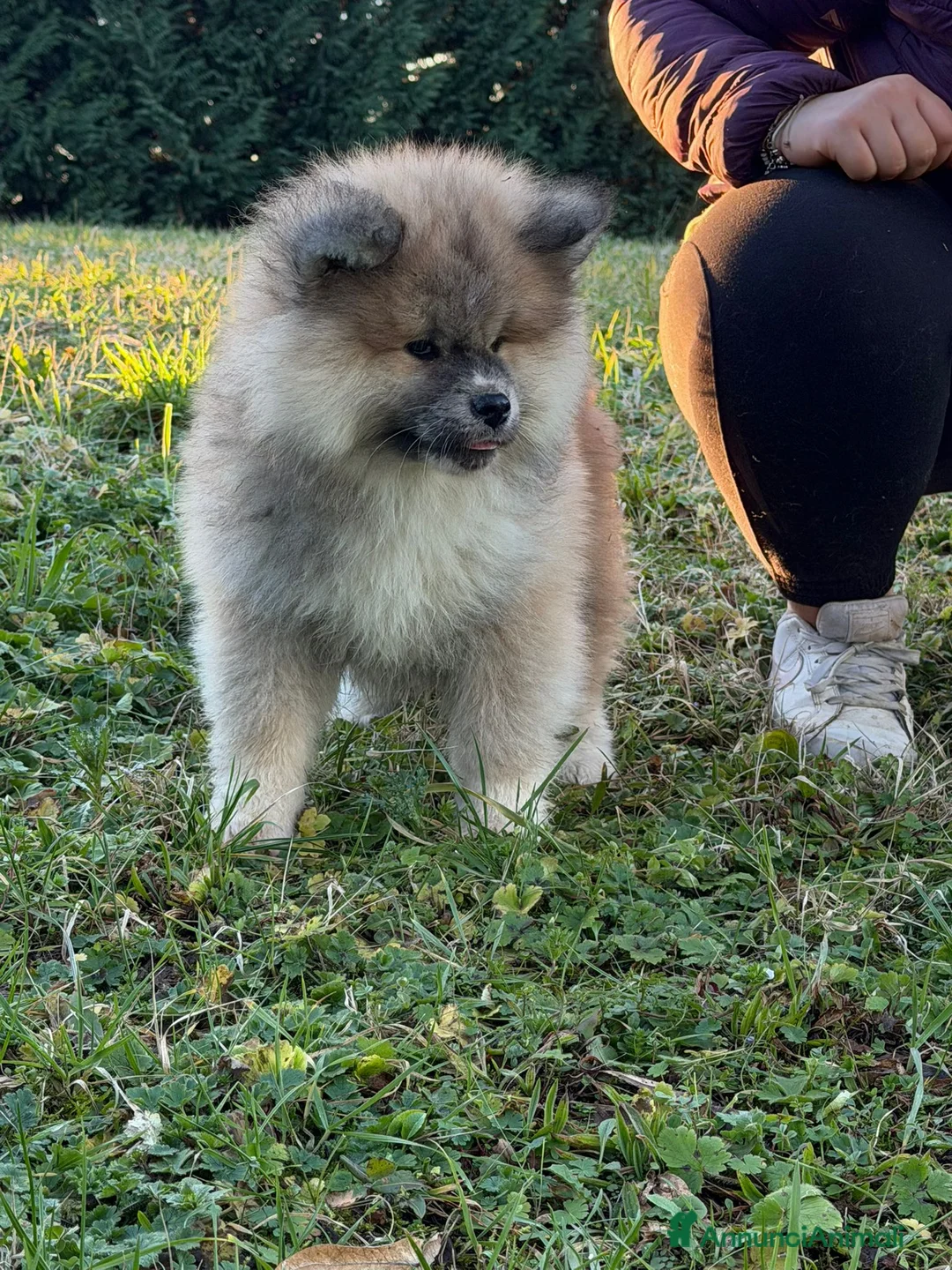 Akita Inu cani in vendita: Cucciolo Akita Inu pelo lungo  - Annuncio 2