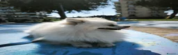 Volpino Italiano cani per accoppiamento: Volpino italiano disponibile alla monta con simili - Annuncio 6
