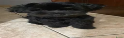 Maltipoo cani per accoppiamento: Cerco fidanzatina - Annuncio 3