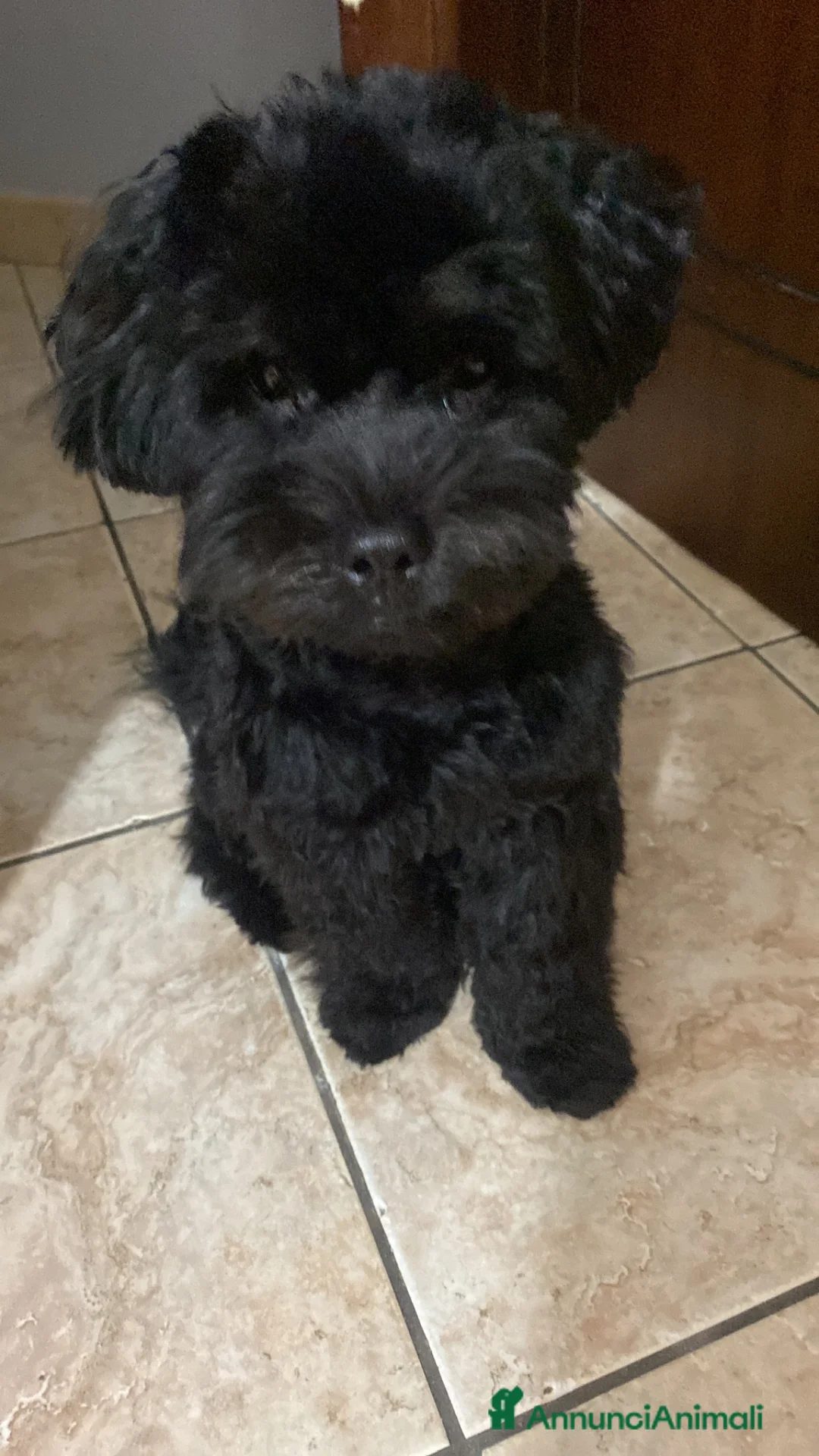 Maltipoo cani per accoppiamento: Cerco fidanzatina - Annuncio 3