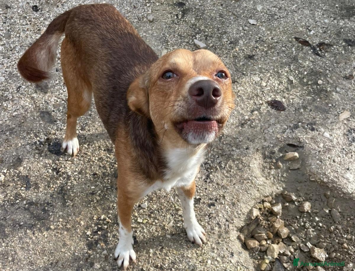 Meticcio cani IL PICCOLO E TENERO CANGU - Annuncio 36
