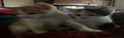 Europeo gatti in regalo: Gattini per adozione  - Annuncio 4