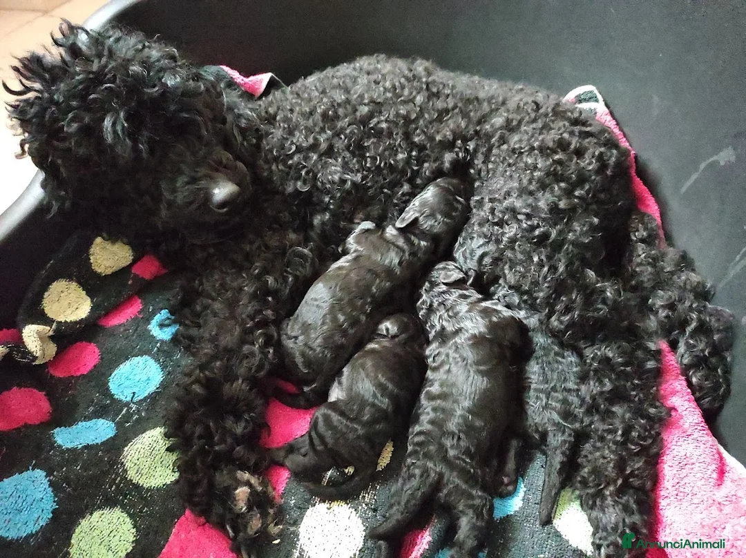 Immagine della galleria {{count}}